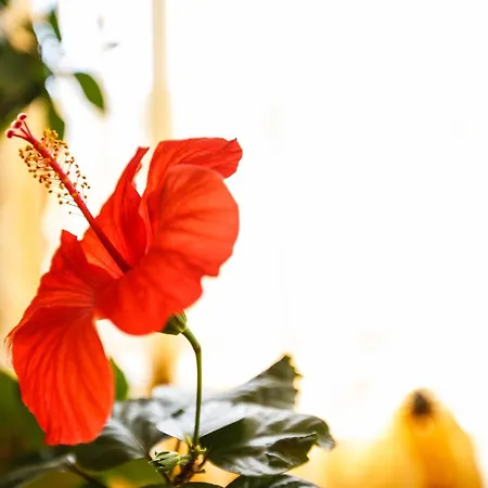 Charming In A Private Mountain ヴィラ